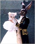 Peines de coeur d'une chatte française